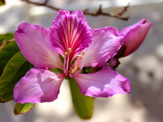 Bauhinia variegata purpurea