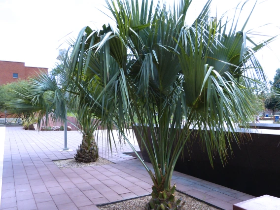 palm