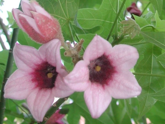 Brachychiton x excellens