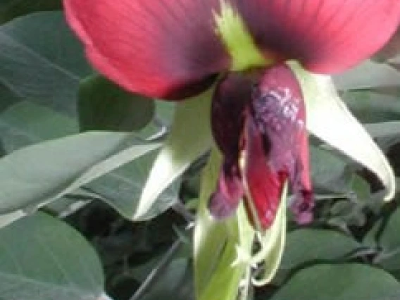 Brongniartiana alamosana