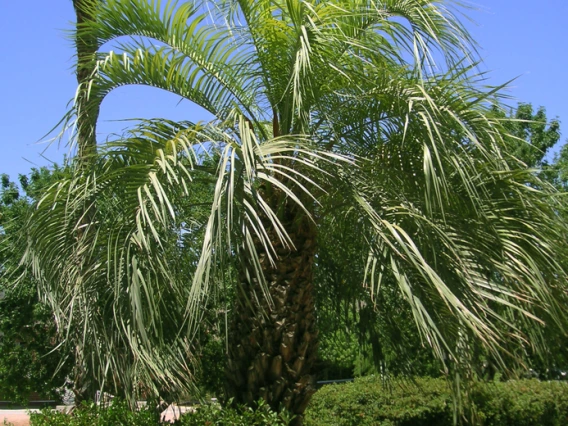 palm