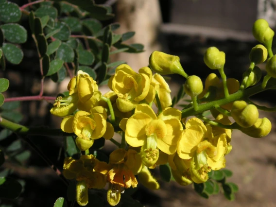 Caesalpinia cacalaco