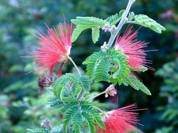 Calliandra californica
