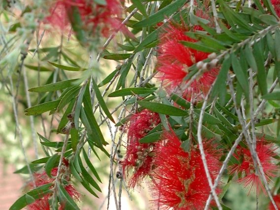 Callistemon citrinus