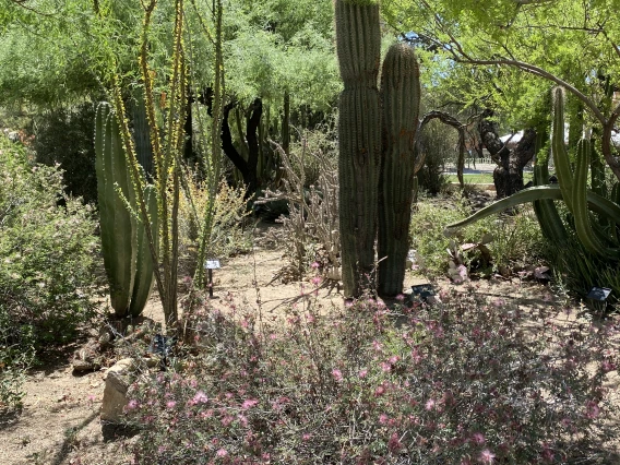 Krutch Native Plants
