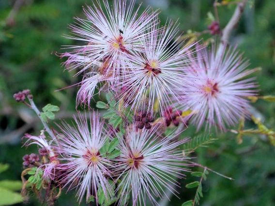 Calliandra eriophylla