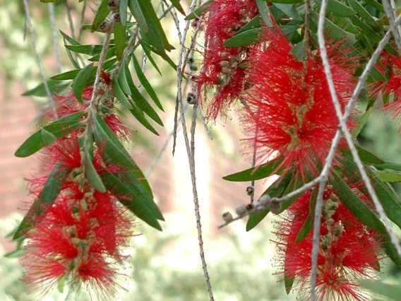 Callistemon viminalis