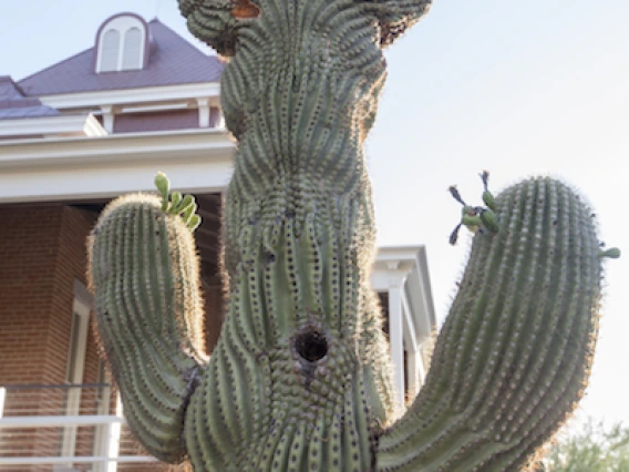 crested saguaro