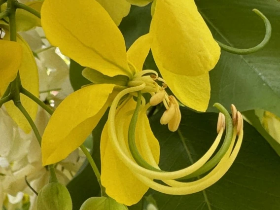 Cassia fistula