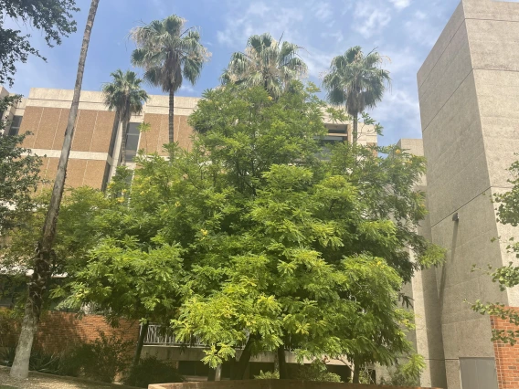 Cassia leptophylla