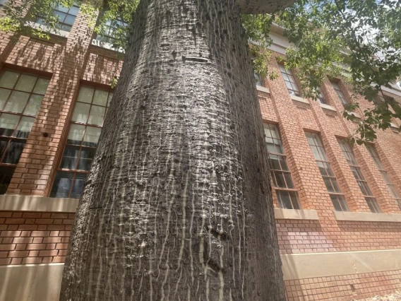 Ceiba insignis champion