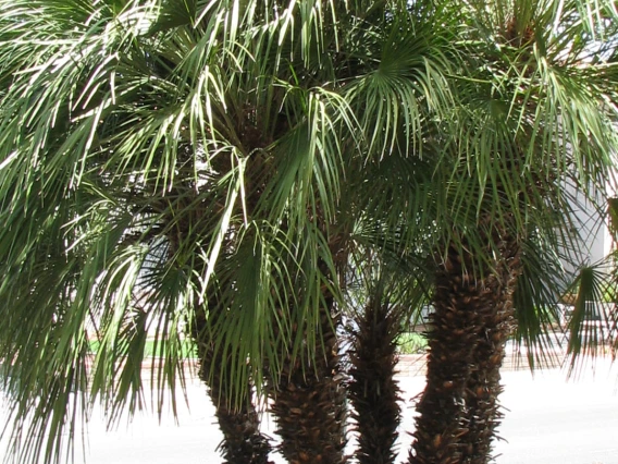 palm