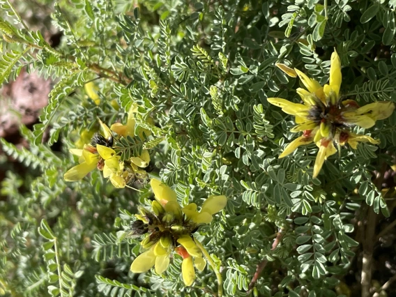 Dalea capitata