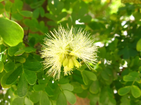 Ebenopsis ebano