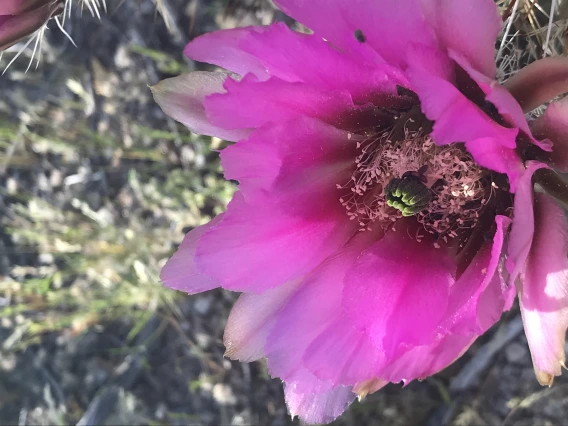 Cactus bloom