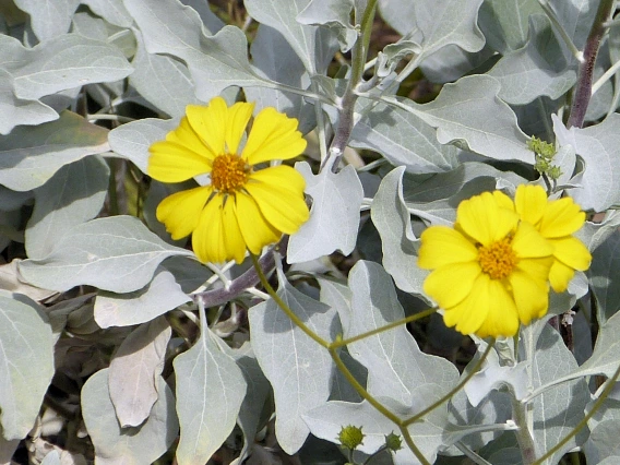 brittle bush