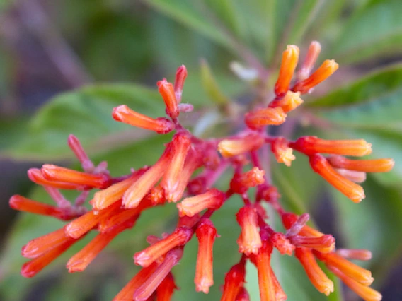 Hamelia patens