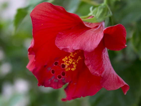 Hibiscus rosa sinensis