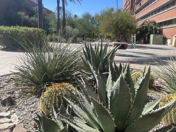 Agave oteroi