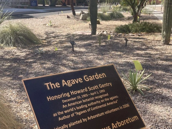 Agave bronze