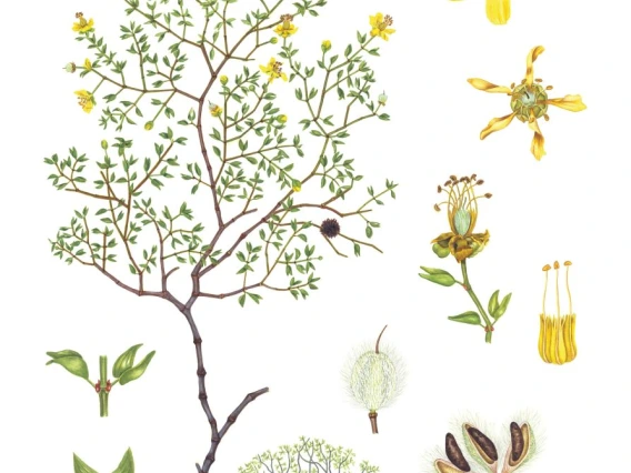 creosote