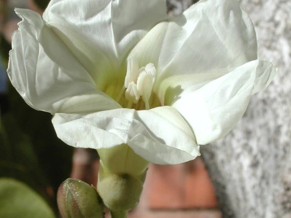 Ipomoea arborescens