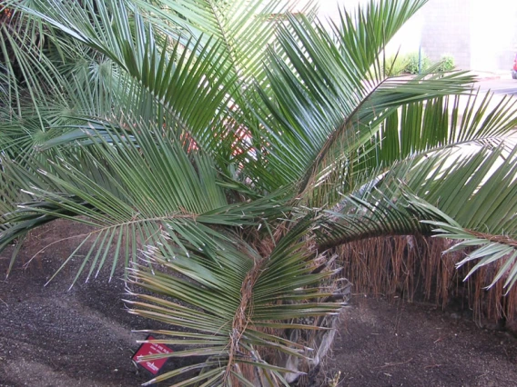 palm