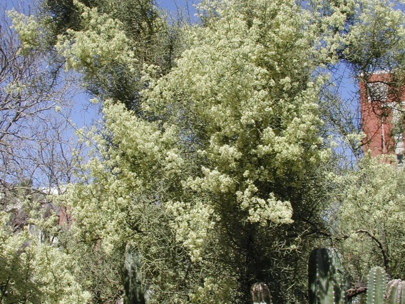 crucifixion thorn