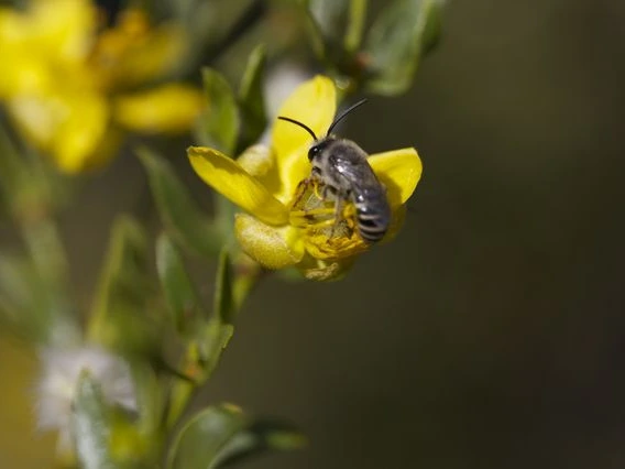 Larrea tridentata