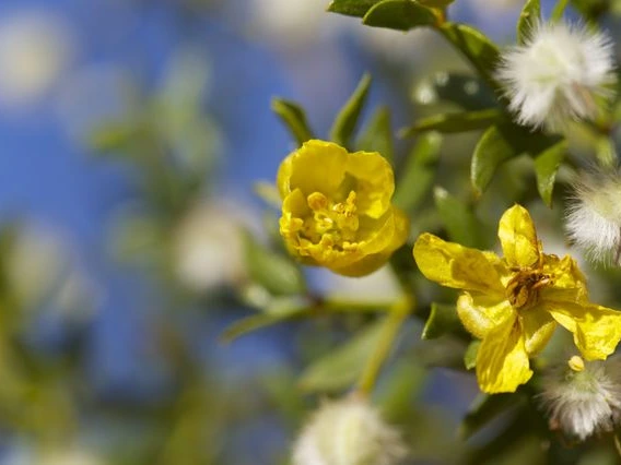 Larrea tridentata bloom