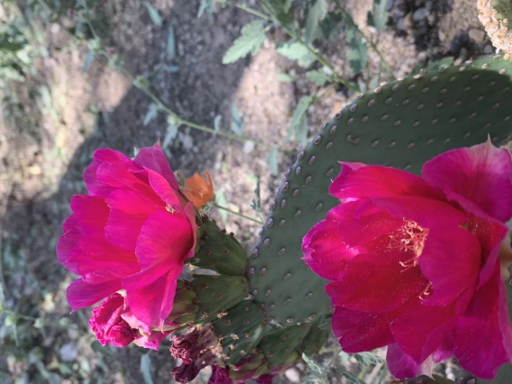 Opuntia basilaris