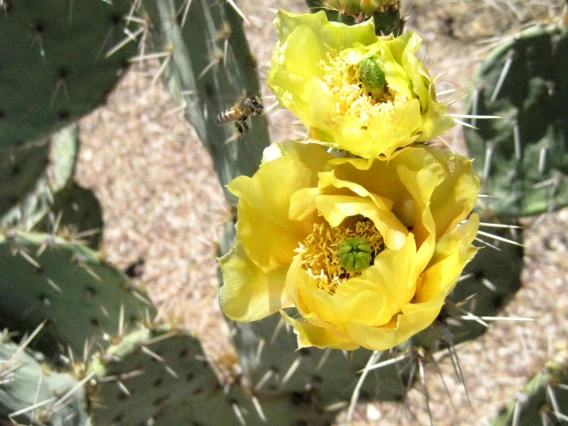 Opuntia engelmanii