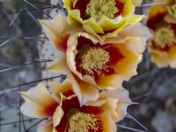 Opuntia macroacantha