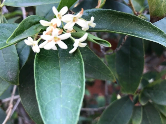 Osmanthus fragrans