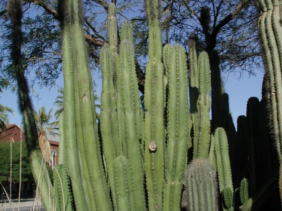 senita