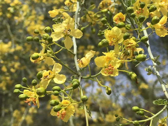 Parkinsonia florida