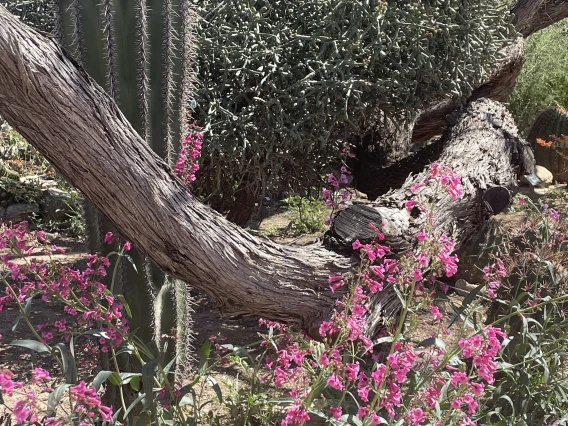 Penstemon parryi