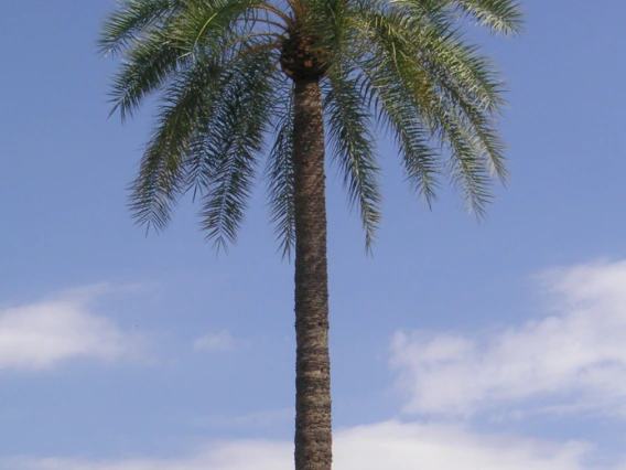 palm