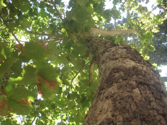 sycamore trunk