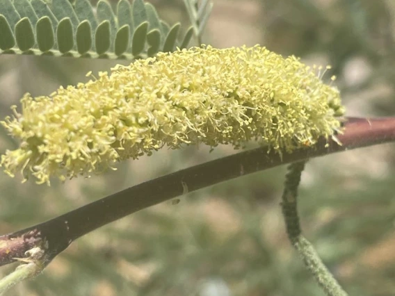 Prosopis velutina