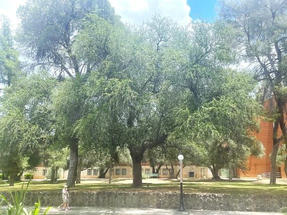 Live oak Magnificent
