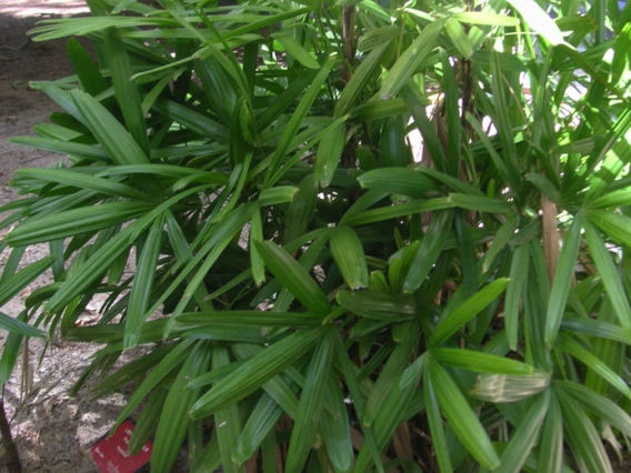 palm