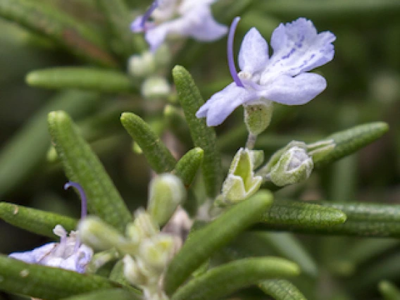 Rosmarinus officinalis