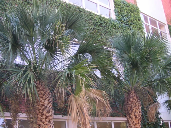 palm