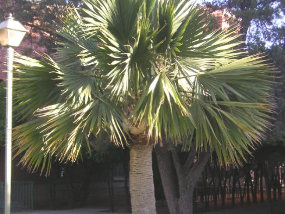 palm