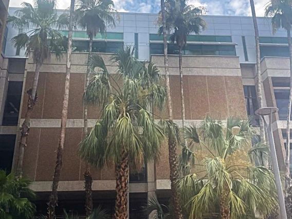 palm