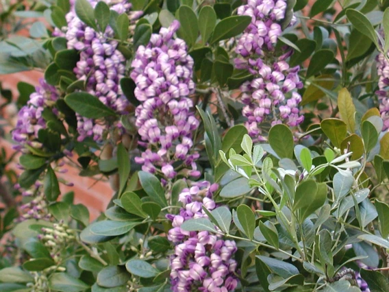 Dermatophyllum secundiflorum