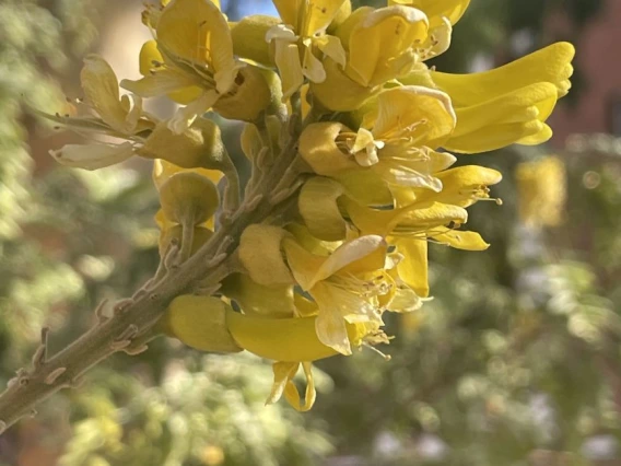 Sophora tomentosa