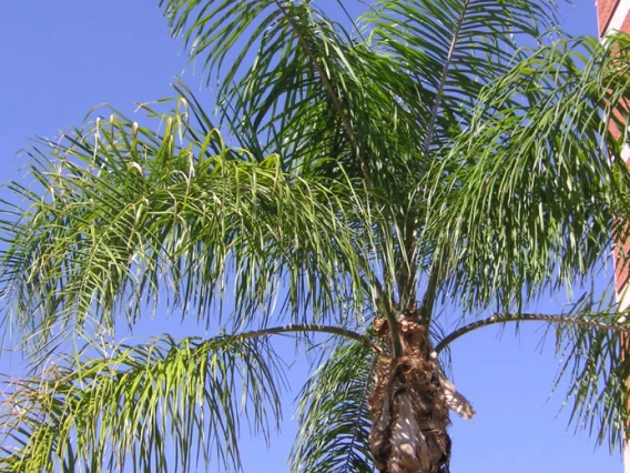 palm