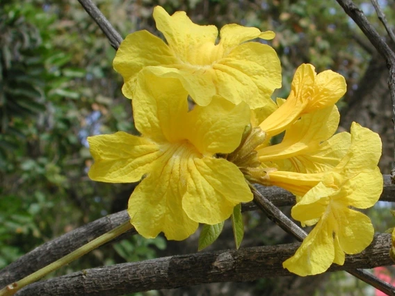 Handroanthus chrysotrichus
